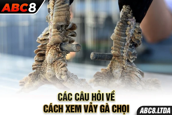 Các câu hỏi về cách xem vảy gà chọi