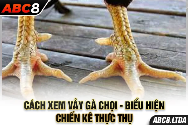 cách xem vảy gà chọi