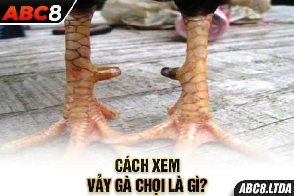 Cách xem vảy gà chọi là gì?