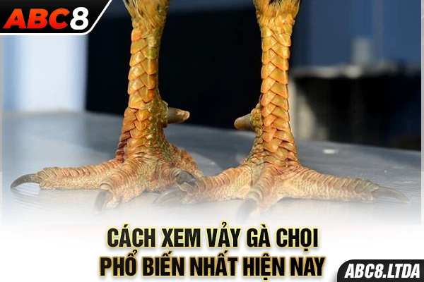 Cách xem vảy gà chọi phổ biến nhất hiện nay