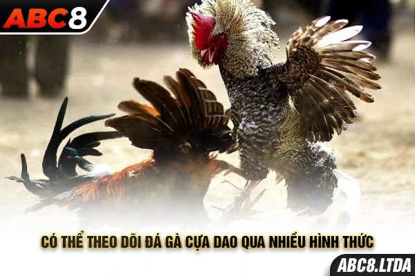 Có thể theo dõi đá gà cựa dao qua nhiều hình thức 