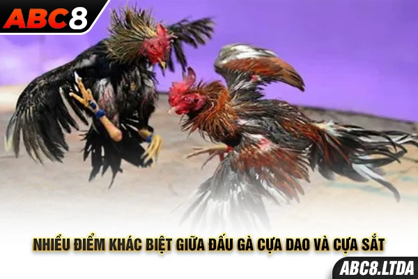 Nhiều điểm khác biệt giữa đấu gà cựa dao và cựa sắt 